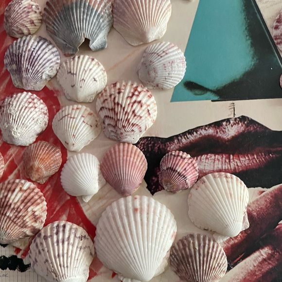 Shell Crafter’s Alert ‼️ - Picture 4 of 6